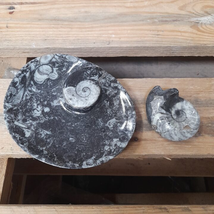 Ortoceras schaal en losse ammoniet kopen bij RataPlan webshop!