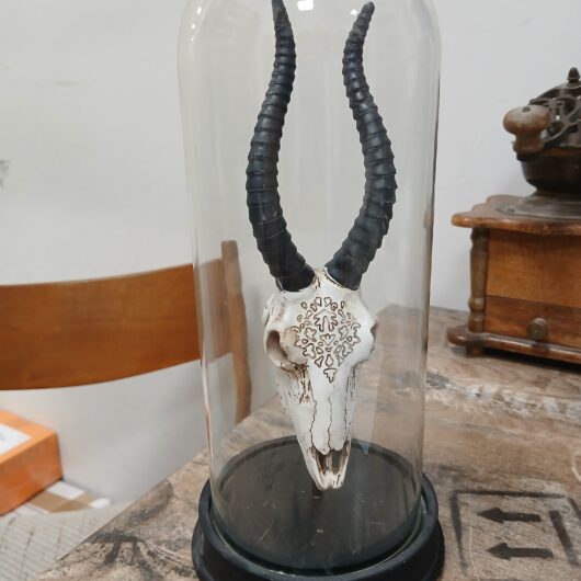 Schedel met gewei kopen bij RataPlan webshop!