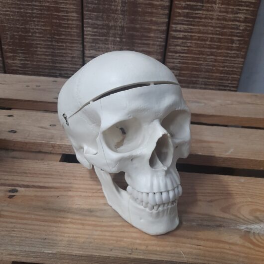 Kunsthars schedel kopen bij RataPlan webshop!