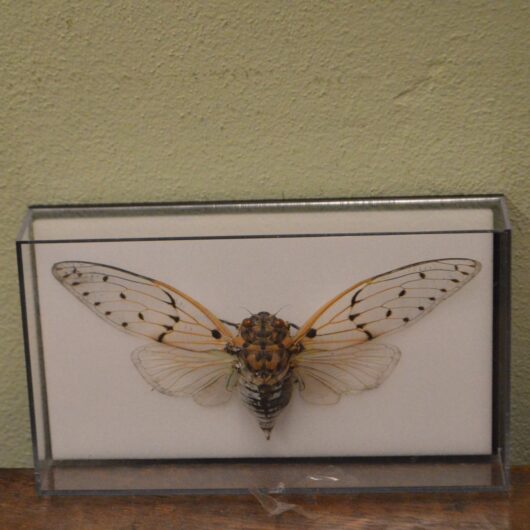 insect in vitrine kopen bij RataPlan webshop!